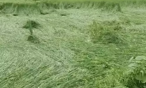 Kanpur Dehat: जलभराव से किसानों की धान फसल सड़ने लगी Kanpur Dehat: जलभराव से किसानों की धान फसल सड़ने लगी