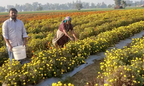 Sirsa के किसानों ने फूलों की खेती शुरू की, हर साल कमाए करीब 12 लाख रुपये