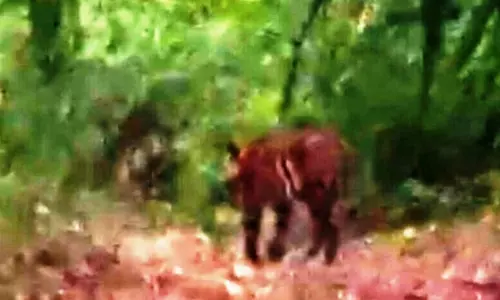 अचानकमार टाइगर रिजर्व में बाघ की झलक देखकर पर्यटक खुश अचानकमार टाइगर रिजर्व में बाघ की झलक देखकर पर्यटक खुश