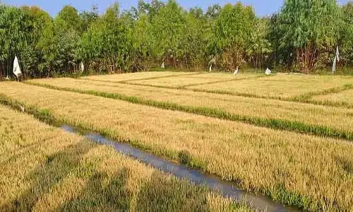 Mulabagilu : धान के खेतों को नष्ट करने वाले बदमाश