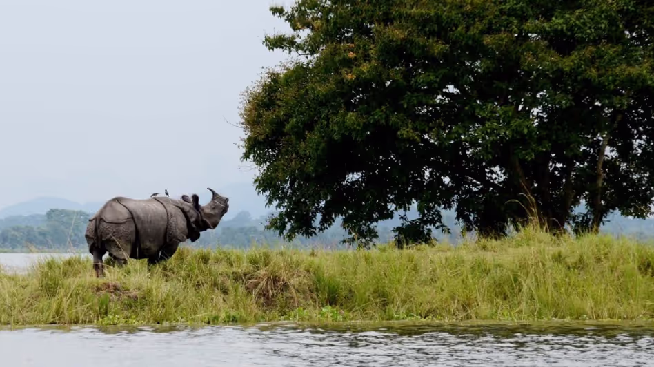 Kaziranga में विदेशी पर्यटकों की संख्या तीन साल में 127% बढ़ी हिमंत बिस्वा सरमा Kaziranga में विदेशी पर्यटकों की संख्या तीन साल में 127% बढ़ी हिमंत बिस्वा सरमा
