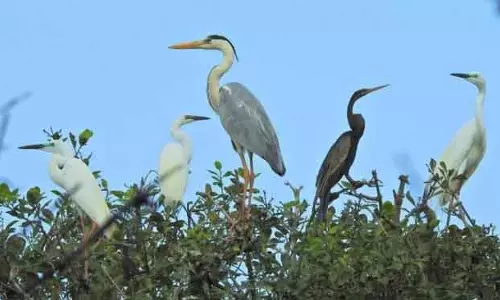 हिमालयी क्षेत्र से पंख वाले मेहमान Bhitarkanika पहुंचे