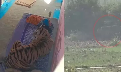 Bandhavgarh Tiger Reserve में बाघ ने एक आदमी पर हमला किया, फिर घर के अंदर खाट पर बैठ गया Bandhavgarh Tiger Reserve में बाघ ने एक आदमी पर हमला किया, फिर घर के अंदर खाट पर बैठ गया
