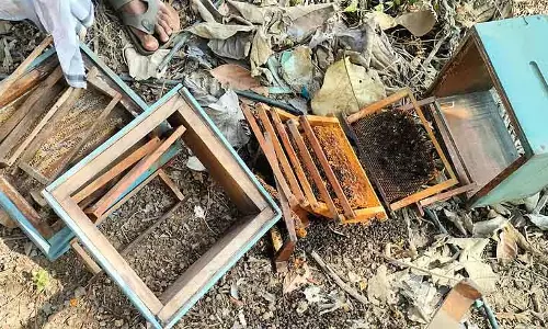 Hanagal : भालू के हमलों से मधुमक्खी पालन बर्बाद हो गया Hanagal : भालू के हमलों से मधुमक्खी पालन बर्बाद हो गया