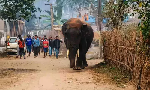 हाथी घुसा Keonjhar गांव में, ग्रामीणों और देखने वालों में बढ़ी चिंता
