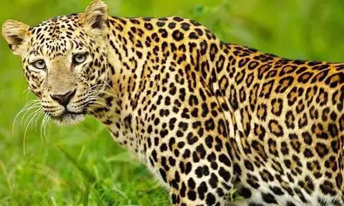 Shamirpet में AI से बनी तेंदुए की अफवाह से दहशत, पुलिस ने किशोर पर केस दर्ज किया