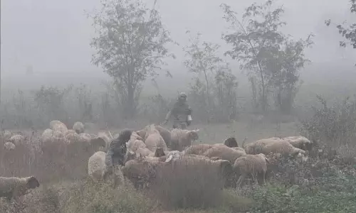 Chandigarh ट्राइसिटी में कोहरे की चादर से ठंड बढ़ी, दिन का तापमान गिरा Chandigarh ट्राइसिटी में कोहरे की चादर से ठंड बढ़ी, दिन का तापमान गिरा