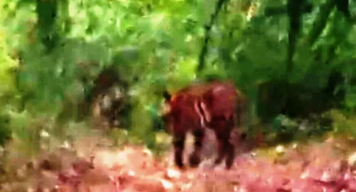 अचानकमार टाइगर रिजर्व में बाघ की झलक देखकर पर्यटक खुश अचानकमार टाइगर रिजर्व में बाघ की झलक देखकर पर्यटक खुश