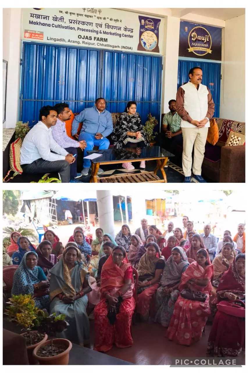 धान से आगे सोच : मखाना खेती से बदलेगी धमतरी की ग्रामीण महिलाओं की आर्थिक तस्वीर धान से आगे सोच : मखाना खेती से बदलेगी धमतरी की ग्रामीण महिलाओं की आर्थिक तस्वीर