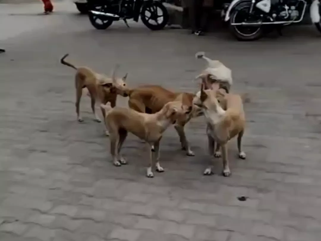 Farrukhabad: आवास विकास कालोनी के पार्कों में आवारा जानवरों का आतंक Farrukhabad: आवास विकास कालोनी के पार्कों में आवारा जानवरों का आतंक