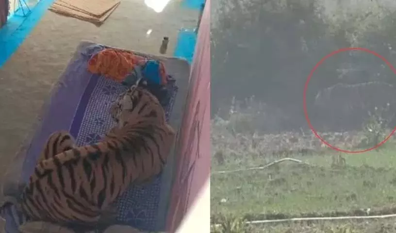 Bandhavgarh Tiger Reserve में बाघ ने एक आदमी पर हमला किया, फिर घर के अंदर खाट पर बैठ गया Bandhavgarh Tiger Reserve में बाघ ने एक आदमी पर हमला किया, फिर घर के अंदर खाट पर बैठ गया