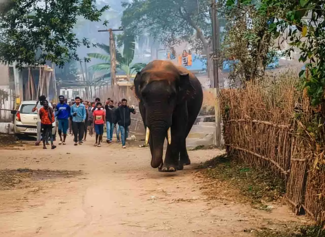 हाथी घुसा Keonjhar गांव में, ग्रामीणों और देखने वालों में बढ़ी चिंता हाथी घुसा Keonjhar गांव में, ग्रामीणों और देखने वालों में बढ़ी चिंता