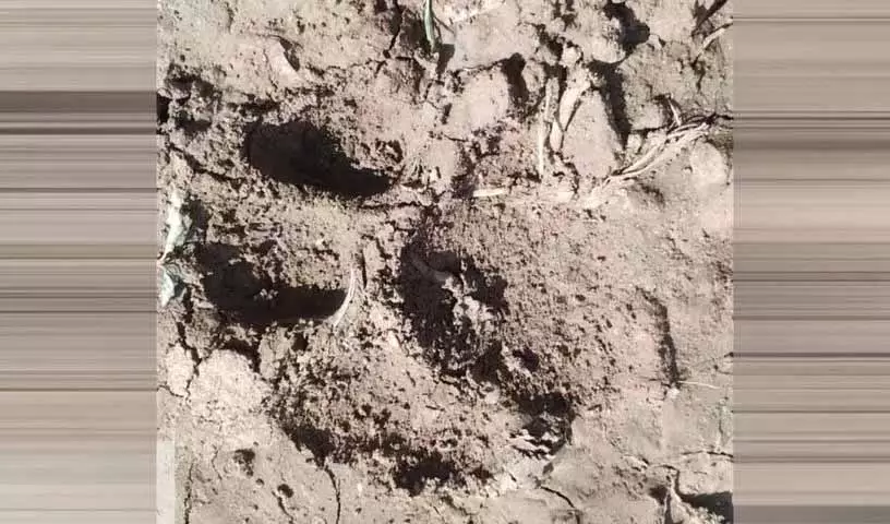 Karimnagar ग्रामीण इलाके में बाघ के पैरों के निशान मिलने के बाद ड्रोन से तलाशी शुरू Karimnagar ग्रामीण इलाके में बाघ के पैरों के निशान मिलने के बाद ड्रोन से तलाशी शुरू