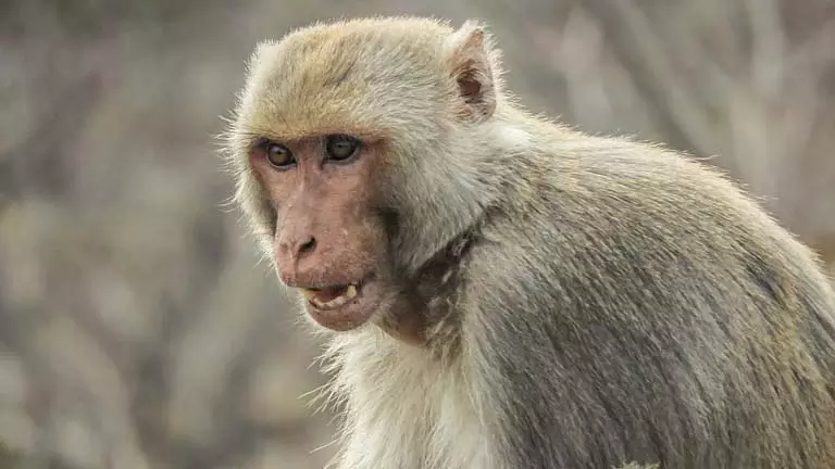 Hanuman की टीम ने अस्पताल का शीशा तोड़ा, ड्राइवरों ने गुस्सा जताया Hanuman की टीम ने अस्पताल का शीशा तोड़ा, ड्राइवरों ने गुस्सा जताया