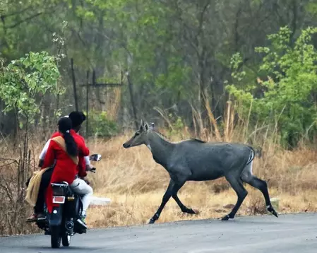 बिहार: गन्ने के खेत में बाघ ने नीलगाय को बनाया शिकार, गांवों में दहशत बिहार: गन्ने के खेत में बाघ ने नीलगाय को बनाया शिकार, गांवों में दहशत