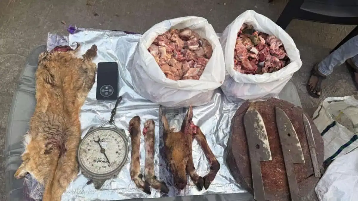 Hyderabad : हैदराबाद में हिरण के मांस के रैकेट का भंडाफोड़, एक गिरफ्तार Hyderabad : हैदराबाद में हिरण के मांस के रैकेट का भंडाफोड़, एक गिरफ्तार