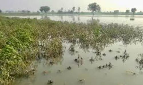 Kaushambi: जलभराव से फसलों को भारी नुकसान, राहत कार्य जारी Kaushambi: जलभराव से फसलों को भारी नुकसान, राहत कार्य जारी