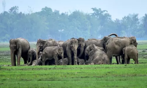 Bankura: हाथियों के आगमन से घरों और फसलों को हुआ नुकसान Bankura: हाथियों के आगमन से घरों और फसलों को हुआ नुकसान