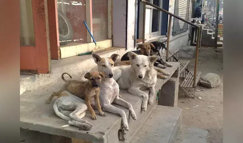 NMC : आवारा कुत्तों को हटाने और अपने कैंपस को सुरक्षित करने के लिए 8 हफ़्ते की डेडलाइन तय की