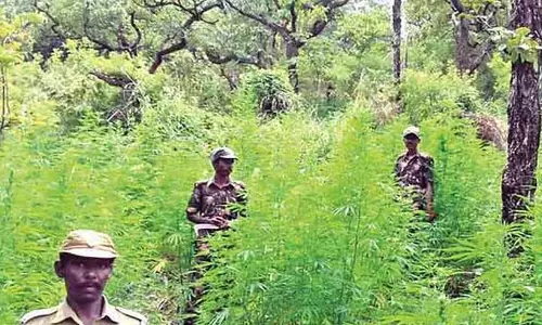 कोयंबटूर वन विभाग ने कहा कि NT में मौज-मस्ती के दौरान जानवरों को परेशान न करें