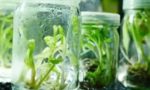 Karnataka : टिशू कल्चर के नाम पर ₹78 लाख की धोखाधड़ी
