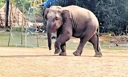Angul में एक बदमाश हाथी ने महिला को कुचलकर मार डाला Angul में एक बदमाश हाथी ने महिला को कुचलकर मार डाला