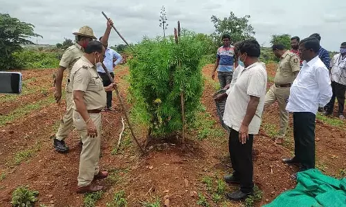 Chikkaballapur गांजा घाटु; 5 साल में 192 मामले Chikkaballapur गांजा घाटु; 5 साल में 192 मामले