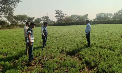 रबी वर्ष में धमतरी की उपलब्धि