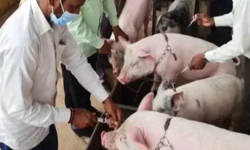 Jaipur: स्वाइन फीवर टीकाकरण में किसानों को शामिल होने का आह्वान