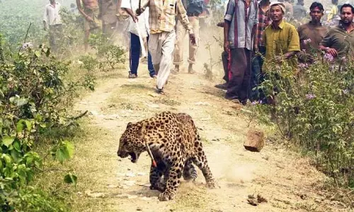 मानव-वन्यजीव संघर्ष में Chandrapur सबसे आगे, एक साल में 47 की मौत मानव-वन्यजीव संघर्ष में Chandrapur सबसे आगे, एक साल में 47 की मौत