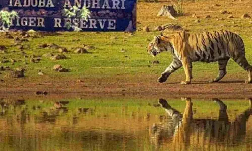 ताडोबा सफारी में Local Quota स्कैम का पर्दाफाश, एजेंटों पर केस दर्ज ताडोबा सफारी में Local Quota स्कैम का पर्दाफाश, एजेंटों पर केस दर्ज