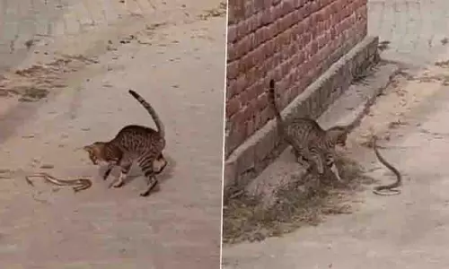 Pratapgarh में थोड़ी देर की लड़ाई के बाद बिल्ली ने सांप को मार डाला