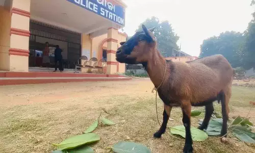 बकरी के स्वामित्व को लेकर विवाद, Balasore पुलिस अभी तक फंसी