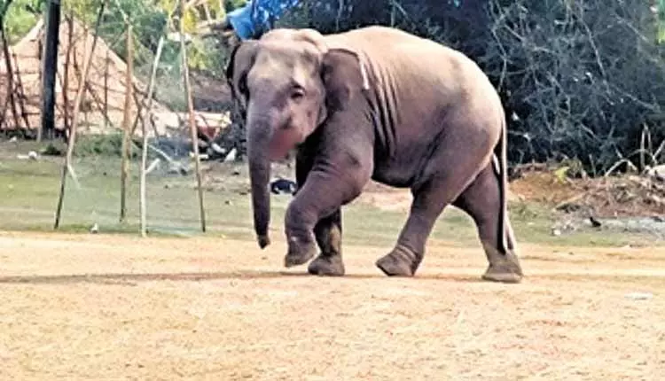 Angul में एक बदमाश हाथी ने महिला को कुचलकर मार डाला Angul में एक बदमाश हाथी ने महिला को कुचलकर मार डाला