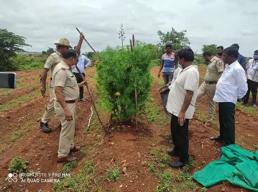 Chikkaballapur गांजा घाटु; 5 साल में 192 मामले Chikkaballapur गांजा घाटु; 5 साल में 192 मामले