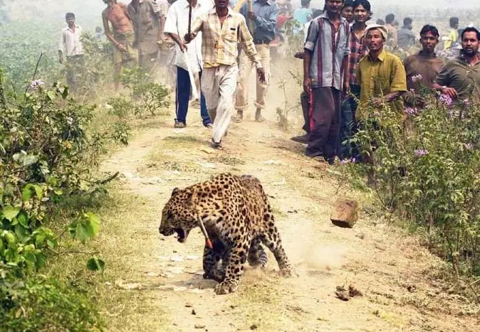 मानव-वन्यजीव संघर्ष में Chandrapur सबसे आगे, एक साल में 47 की मौत मानव-वन्यजीव संघर्ष में Chandrapur सबसे आगे, एक साल में 47 की मौत