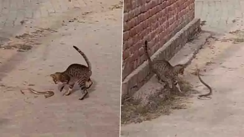 Pratapgarh में थोड़ी देर की लड़ाई के बाद बिल्ली ने सांप को मार डाला Pratapgarh में थोड़ी देर की लड़ाई के बाद बिल्ली ने सांप को मार डाला