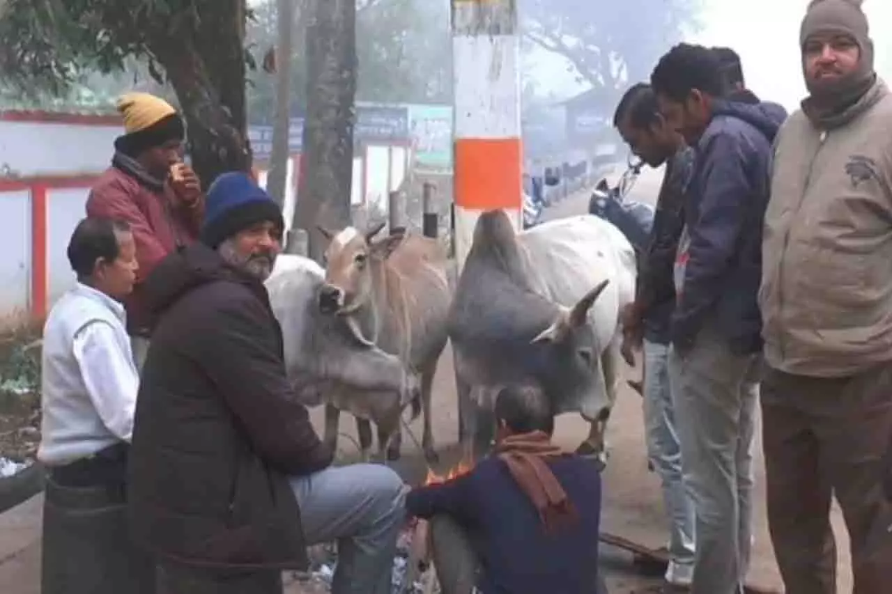 कंधमाल में कड़ाके की ठंड और घना कोहरा, तापमान 5°C से नीचे कंधमाल में कड़ाके की ठंड और घना कोहरा, तापमान 5°C से नीचे