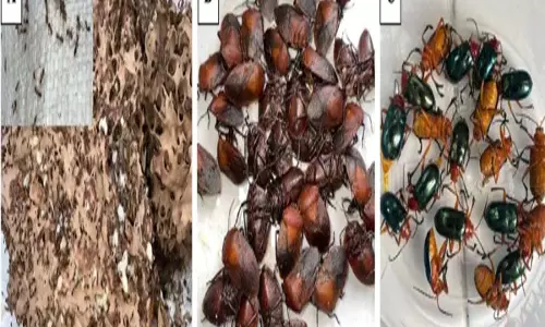 अरुणाचल के खाने लायक कीड़े हेल्दी फैट और विटामिन B के अच्छे सोर्स के तौर पर उभरे