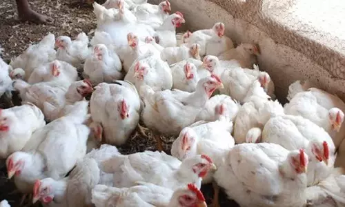 Broiler किसान आज से प्रोडक्शन पर रोक का विरोध करेंगे