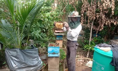 मधुमक्खी पालन बनीं रोजगार की कुंजी मधुमक्खी पालन बनीं रोजगार की कुंजी