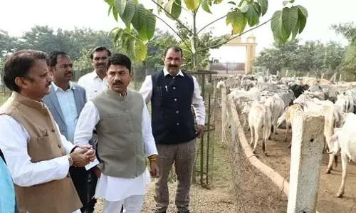 Rewa: गौअभ्यारण्य में आज से शुरू होगा धार्मिक और सांस्कृतिक महोत्सव