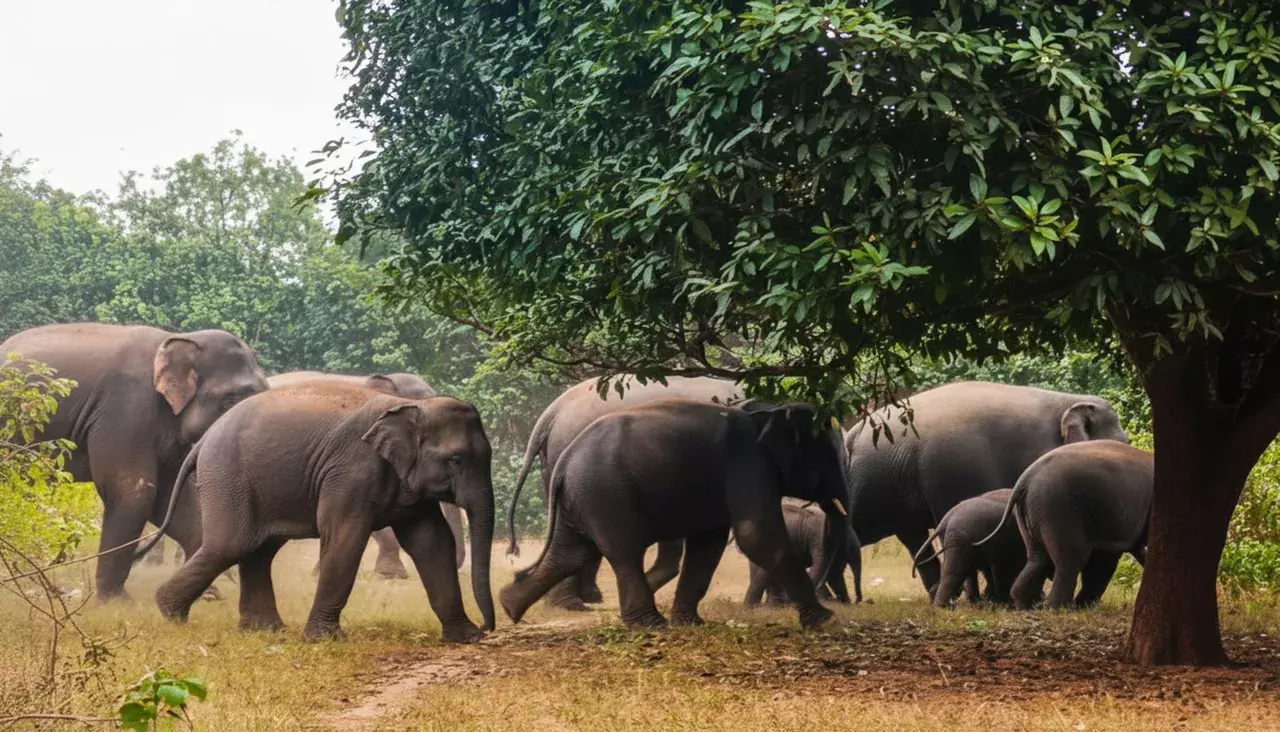 Angul में हाथी ने एक को कुचला, 48 घंटे में यह हमले की दूसरी जानलेवा घटना Angul में हाथी ने एक को कुचला, 48 घंटे में यह हमले की दूसरी जानलेवा घटना