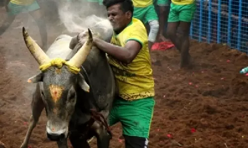 Tamil Nadu में 2026 का पहला जल्लीकट्टू 3 जनवरी को थाचनकुरिची गांव में होगा