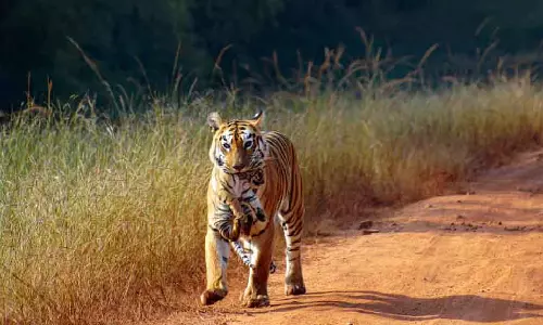 Chamarajanagar जिले में नर बाघ को बचाया गया; बाघिन और चार शावकों की तलाश जारी Chamarajanagar जिले में नर बाघ को बचाया गया; बाघिन और चार शावकों की तलाश जारी