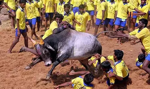 Tamil Nadu में 2026 का पहला जल्लीकट्टू 3 जनवरी को थाचनकुरिची गांव में होगा