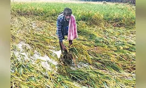 Tamil Nadu डेल्टा के किसानों ने पोंगल से पहले खराब फसलों के लिए तुरंत मुआवज़ा मांगा