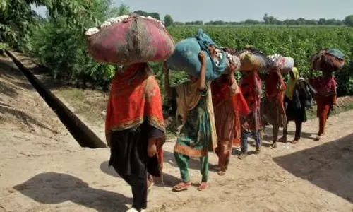 Pakistan की कृषि संकट में: नीतियों की विफलता और बढ़ता जलवायु खतरा