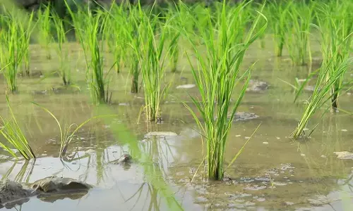 Odisha के किसान अभी भी मंडी की अव्यवस्था में फंसे हुए हैं