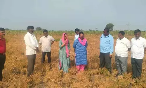 Karnataka ; चने की फसल में केसर रोग किसान चिंतित Karnataka ; चने की फसल में केसर रोग किसान चिंतित